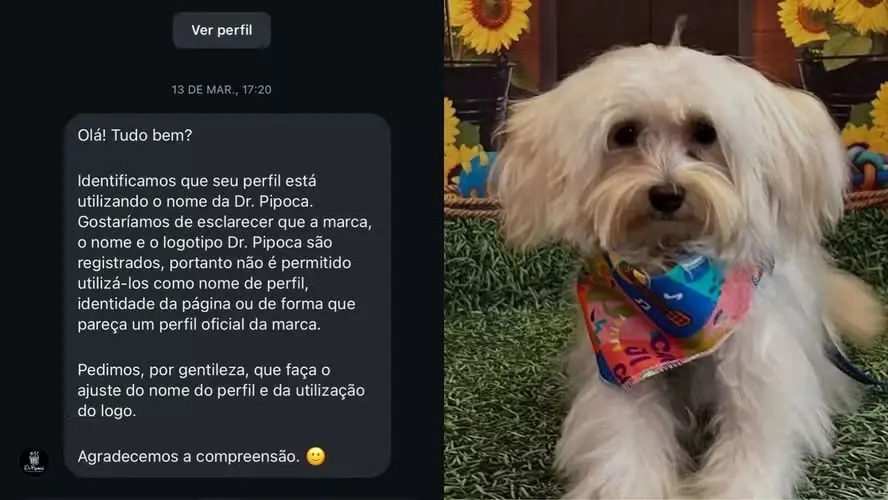 Empresa manda cachorro mudar nome no instagram e caso tem desfecho surpreendente