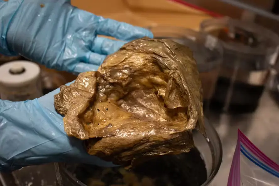 Uma imagem em close-up do 'orbe dourado' no laboratório da Smithsonian Institution. Após a coleta, a amostra do orbe foi oficialmente incorporada à Coleção de Zoologia de Invertebrados.link externono Museu Nacional de História Natural da Instituição Smithsonian  (Foto: NOAA Fisheries)