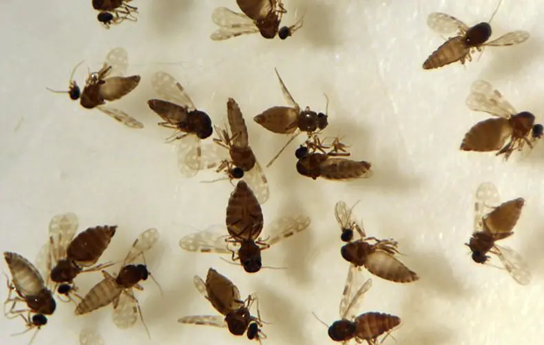 Mosquito maruim, transmissor da Febre do Oropouche, causa picadas e transtornos em moradores de Ilhota (SC). Foto: Fiocruz
