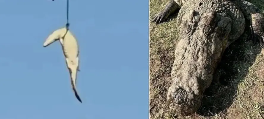 Sinais chocantes são encontrados dentro de estômago de crocodilo e podem mudar rumos das investigações (Foto: Redes Sociais)
