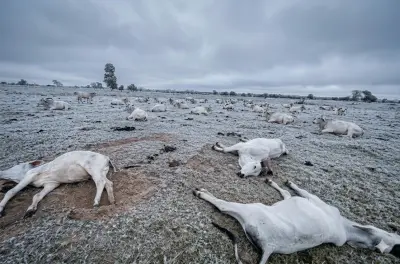 Frio extremo mata 83 bois em fazendas no Mato Grosso do Sul