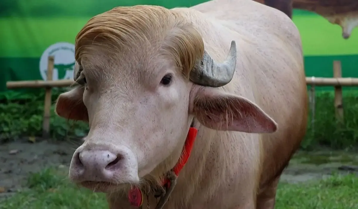 Búfalo albino viralizou pela semelhança com Donald Trump. Foto: Reprodução / Redes sociais.