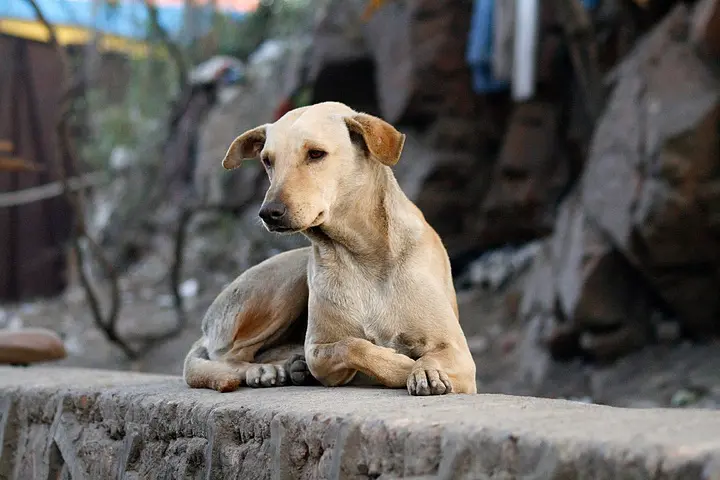 Polícia investiga denúncia de venda de carne de cachorro