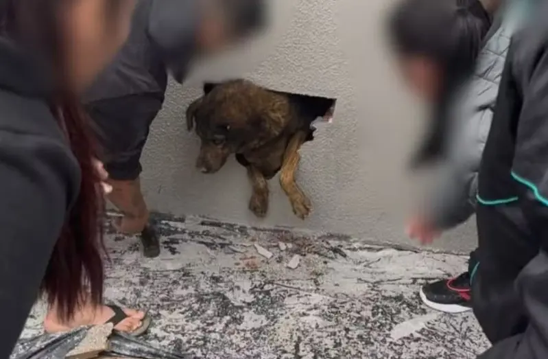 VÍDEO: Cadela desaparecida é encontrada viva dentro de parede concretada em obra