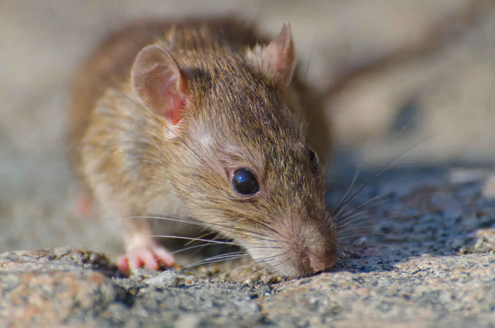'Vírus do rato': especialista explica se o hantavírus pode causar uma nova pandemia (Foto: Freepik)
