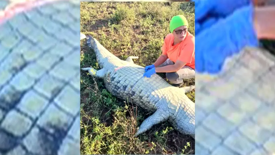 Homem encontrado dentro de crocodilo pode ter sido vítima de crime macabro