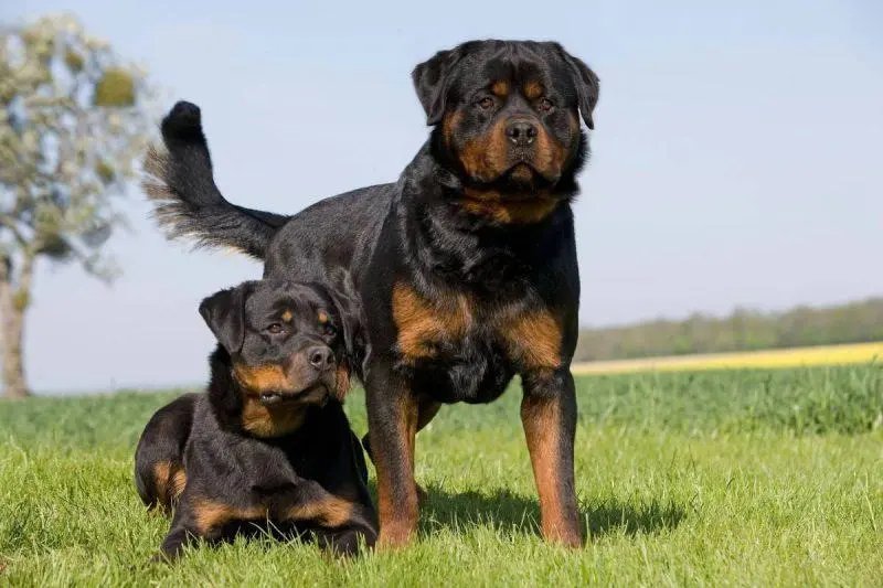 Cães rottweiler atacam e matam homem em caso chocante