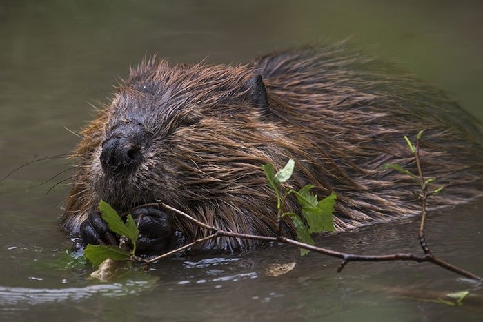 Parente reage após castor com raiva atacar menino de 8 anos em lago nos EUA — Foto: Reprodução/X