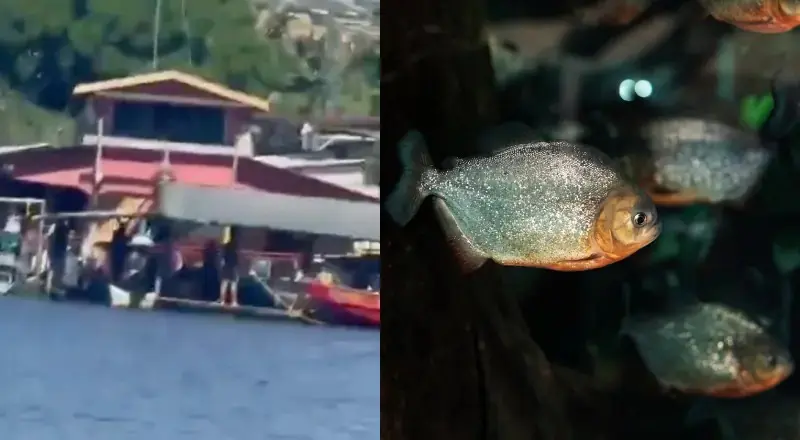 Homem é devorado por piranhas após morrer afogado em rio