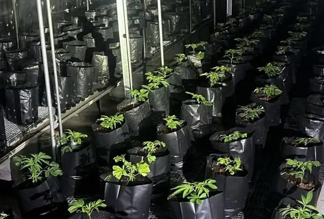 Mega plantação de maconha é encontrada em prédio pela polícia em SP (Foto: Reprodução SSP)