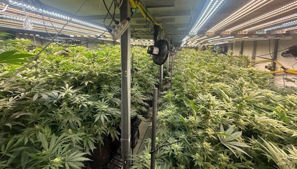 Mega plantação de maconha é encontrada em prédio pela polícia em SP (Foto: Reprodução SSP)