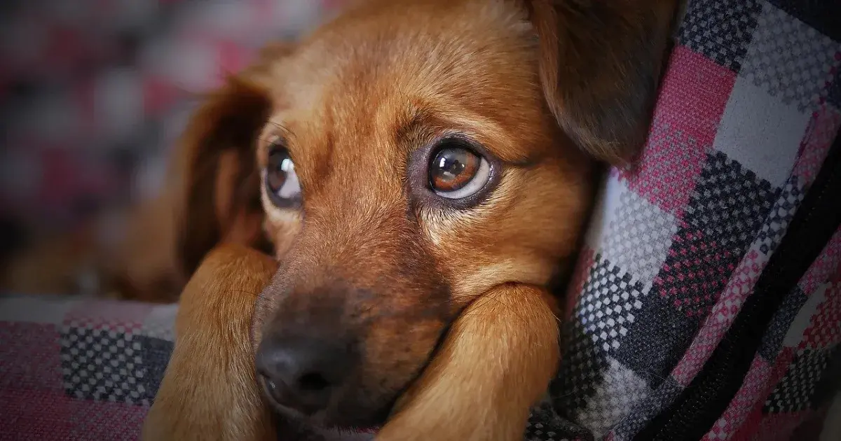 Prefeitura de São Paulo inicia campanha para arrecadar roupas, cobertores e mantas para pets em situação de rua