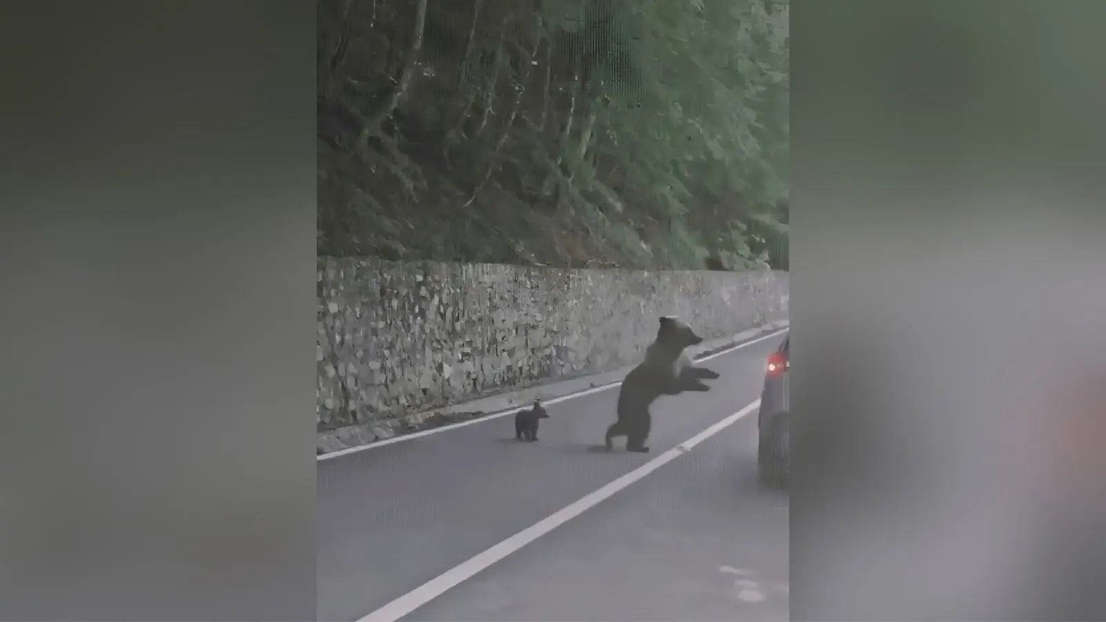 Turista com janela aberta é atacada por ursa (Foto: Reprodução/Redes sociais)