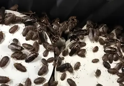 Mais de 100 mil baratas avaliadas em R$ 700 mil são apreendidas em operação