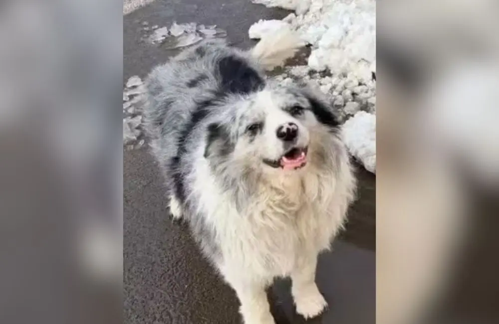 Cão Chutou, da raça border collie (Foto: Reprodução)