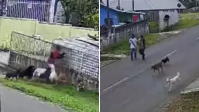 Menino é atacado por nove cães enquanto homens assistem sem intervir
