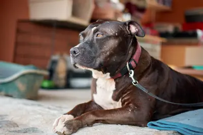 Criança de 3 anos fica em estado grave após ataque de pitbulls