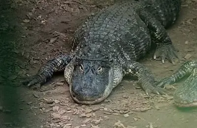 Menino de 3 anos fica em estado grave após cair em ‘ninho’ de crocodilos