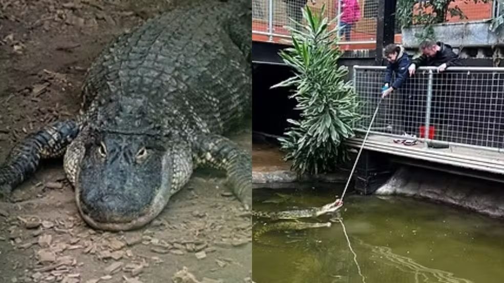 Menino de 3 anos crocodilo