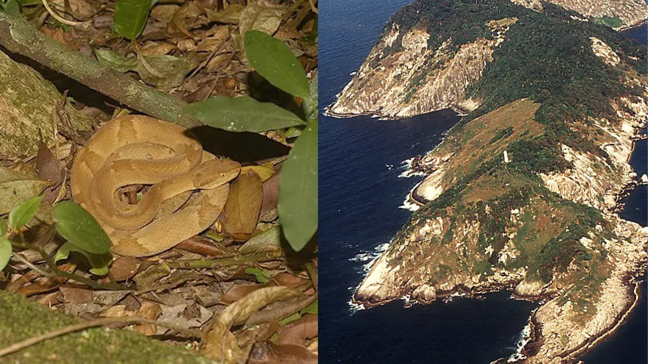 Ilha das cobras (Foto: Otavio Augusto Vuolo/Instituto Butantan e Comunicação Butantan/Wikimedia)