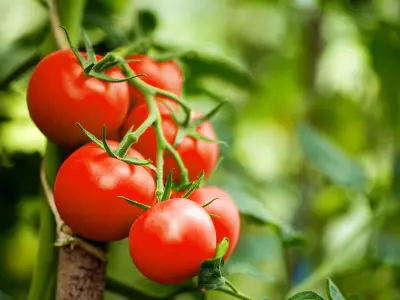 Se você tem sementes de tomate em casa, pode ter um tesouro nas mãos