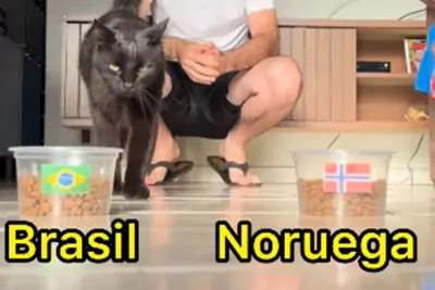 ‘Gato vidente’ que acertou placares da Copa faz previsão para o jogo Brasil x Noruega