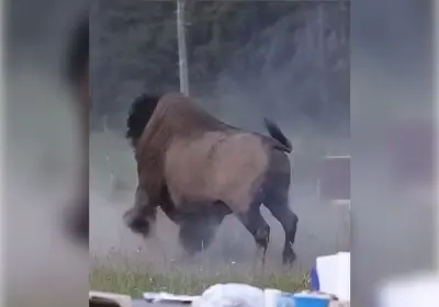 Vídeo mostra turista sendo arremessado em ataque de bisão