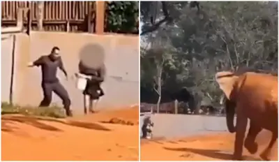 Mulher que invadiu recinto de elefantes é suspeita de tentar sequestrar criança