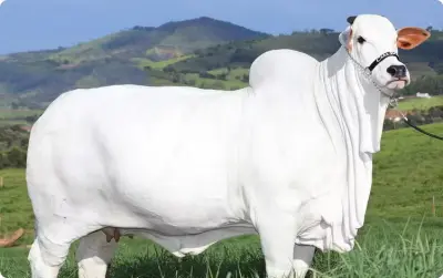 Valor da vaca mais cara do mundo impressiona e ela pertence ao Brasil